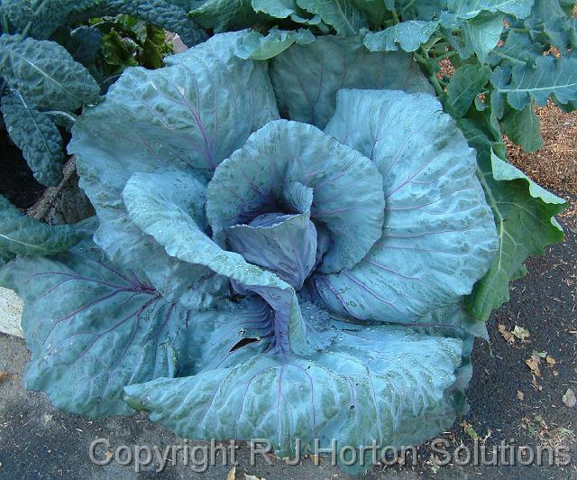 Cabbage red_3